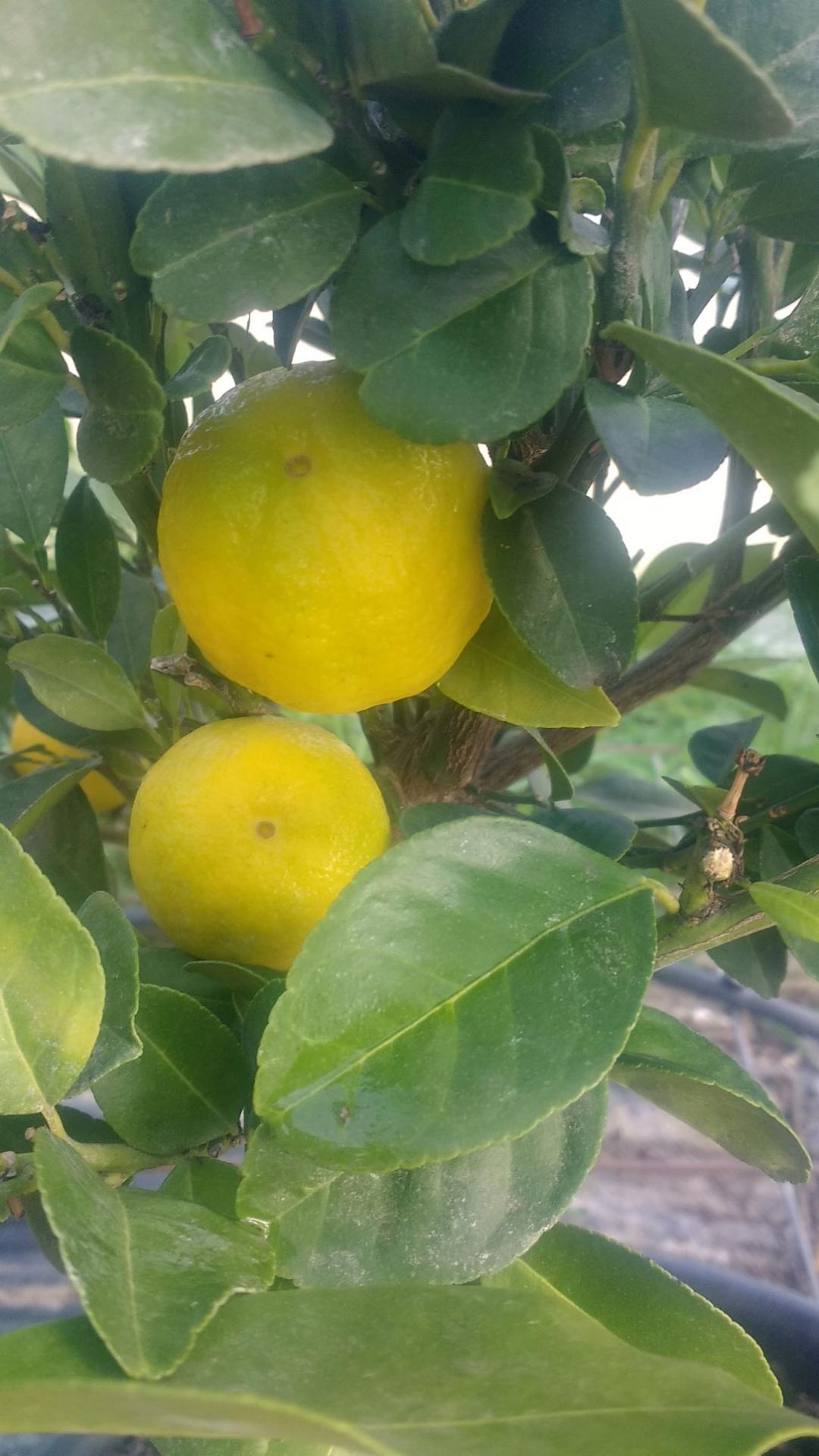 Citron pursha 6