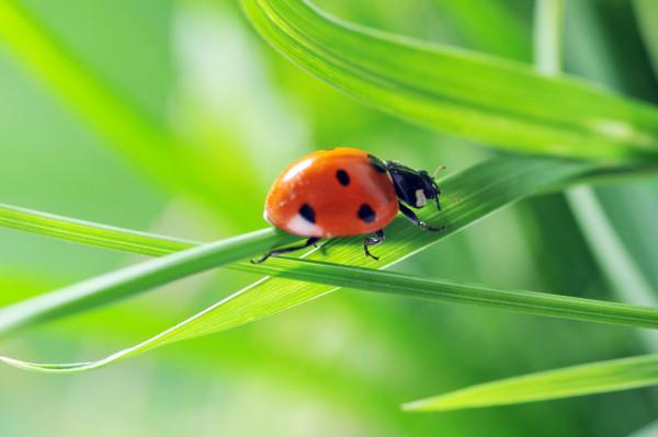 Coccinelle